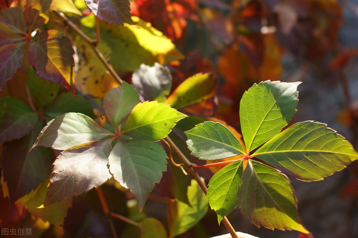 100种常见园林图鉴,列举20类不同的园林花卉