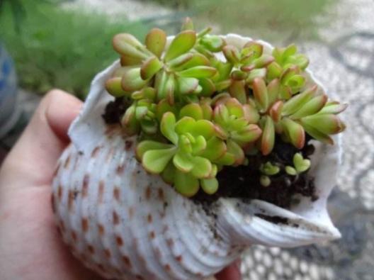 夏天耐热露天最好养的多肉,冬天夏天不用搬回室内养的多肉