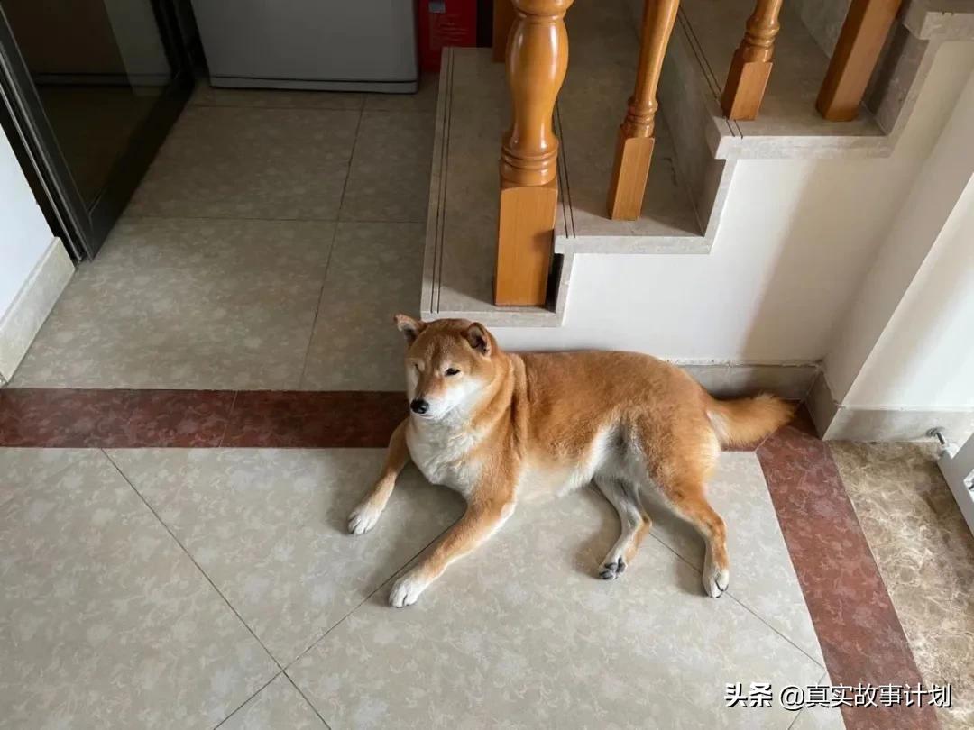 宠物减肥课程价目表,宠物私教一节5000元减肥课