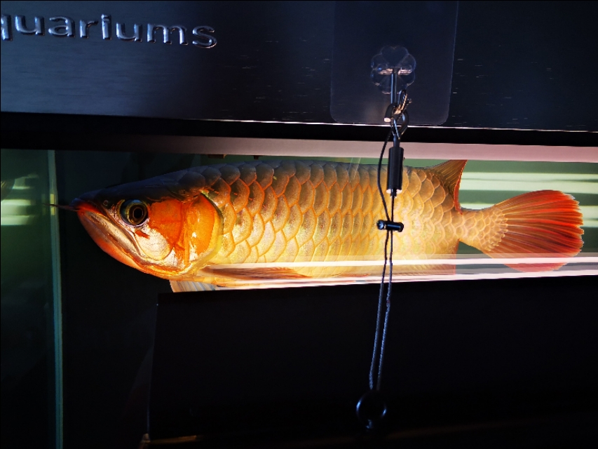 为什么我的龙鱼总是撞缸,我的龙鱼老是掉鳞