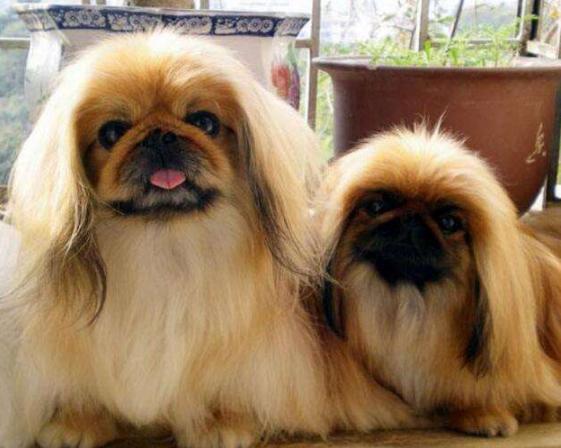 狗狗的寿命最长能活多少年,寿命最长的十种狗狗排行