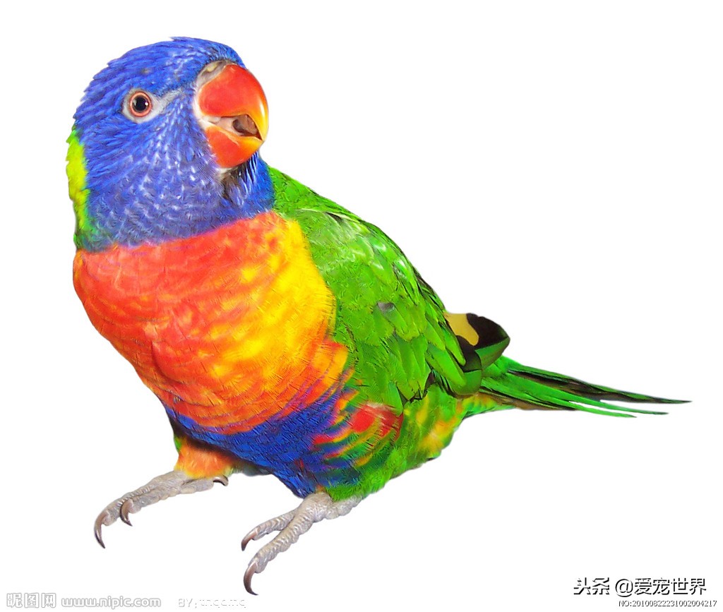 虎皮鹦鹉正确饲养喂什么蔬菜好,哪几种鹦鹉可以合法饲养