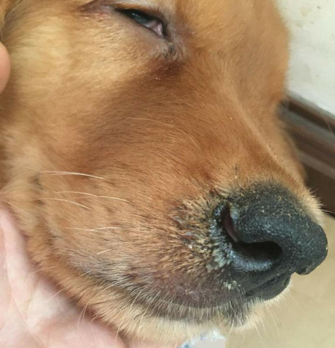 狗狗突发呕吐抽搐是怎么造成的,为何狗狗中毒会不停抽搐头向后仰