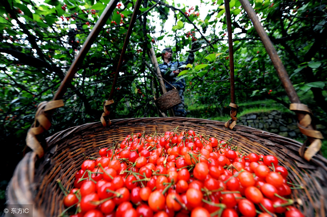 樱桃质量高吗,樱桃树好管理吗