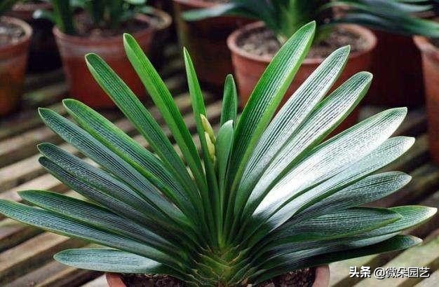 君子兰的叶子长歪了如何矫正,君子兰叶子怎么不让长歪