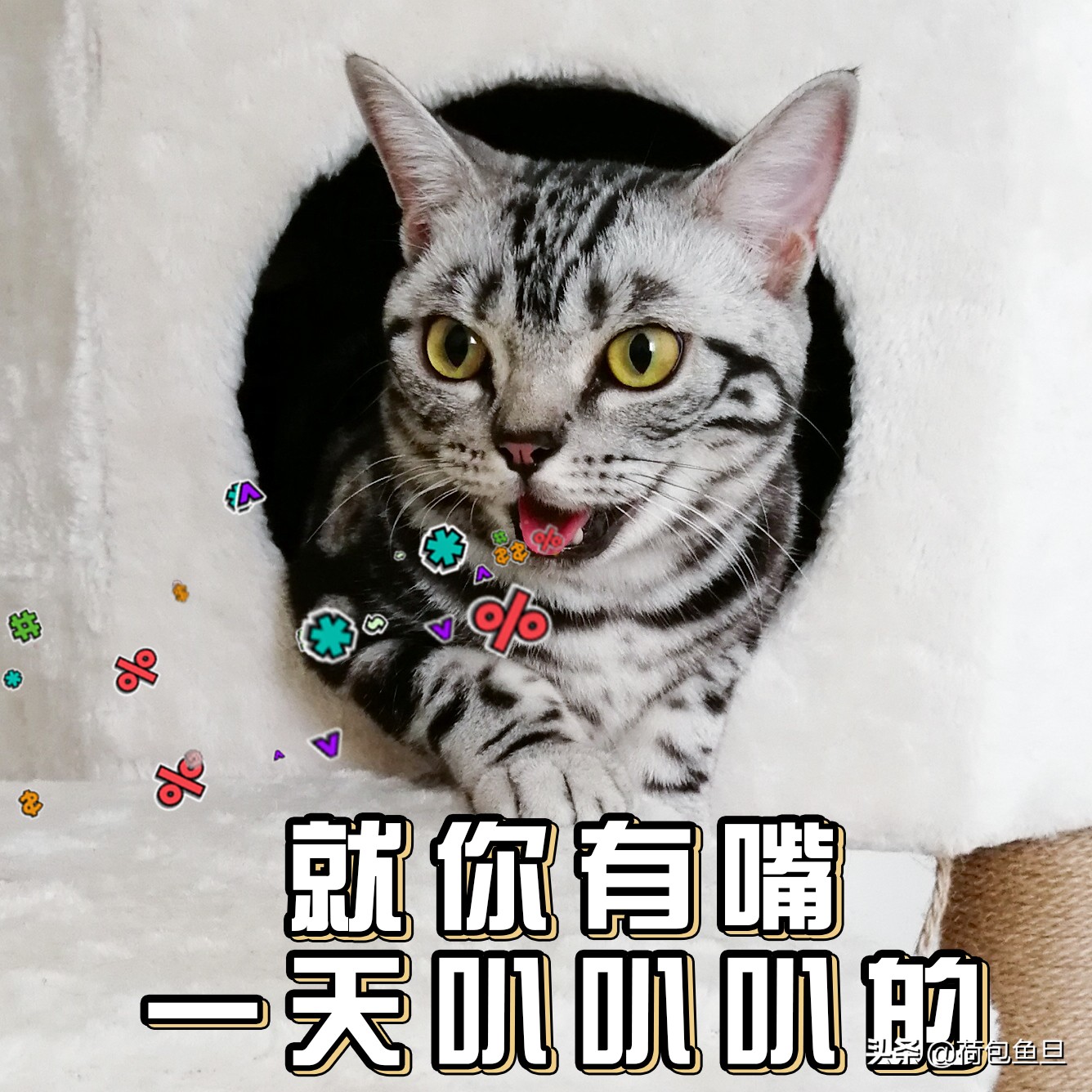 如何让猫咪知道铲屎官生气了,猫咪生气该怎么办
