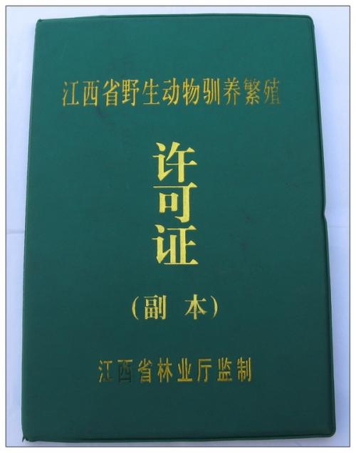 猫头鹰｜散发神秘与诡异，伟大的猎手，结果因为太萌了成了宠物