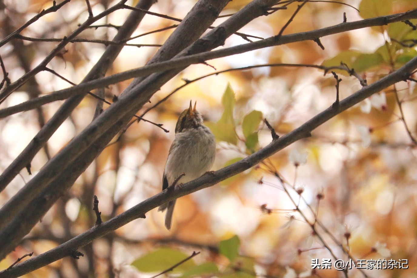 国际爱鸟日天桥岭,国际爱鸟日