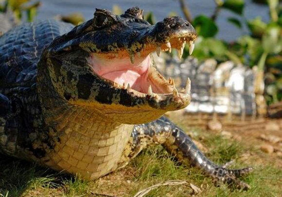 鳄鱼要怎么养殖才不犯法,鳄鱼养殖要怎么防护自身安全