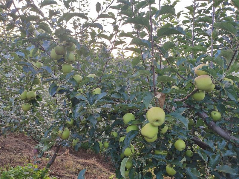 9月份云南有什么好吃水果,云南瓜果飘香有你最爱的吗