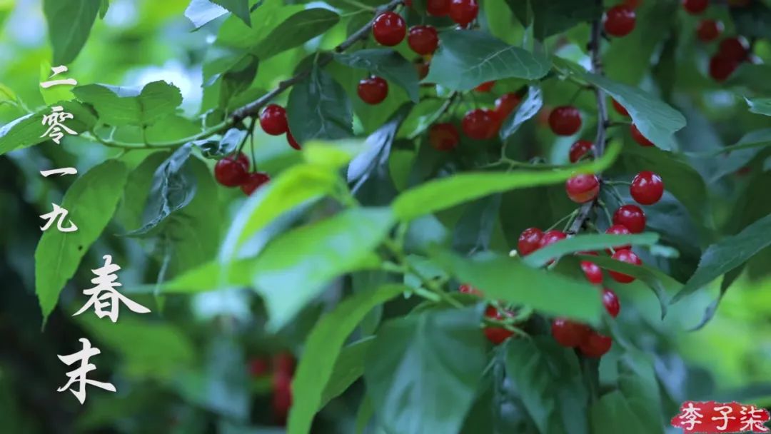 看了李子柒的视频的感受,看完李子柒后的感受