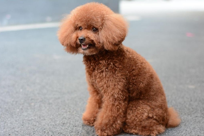 泰迪犬大便带血是怎么回事？一定要注意这些问题，不然会威胁生命