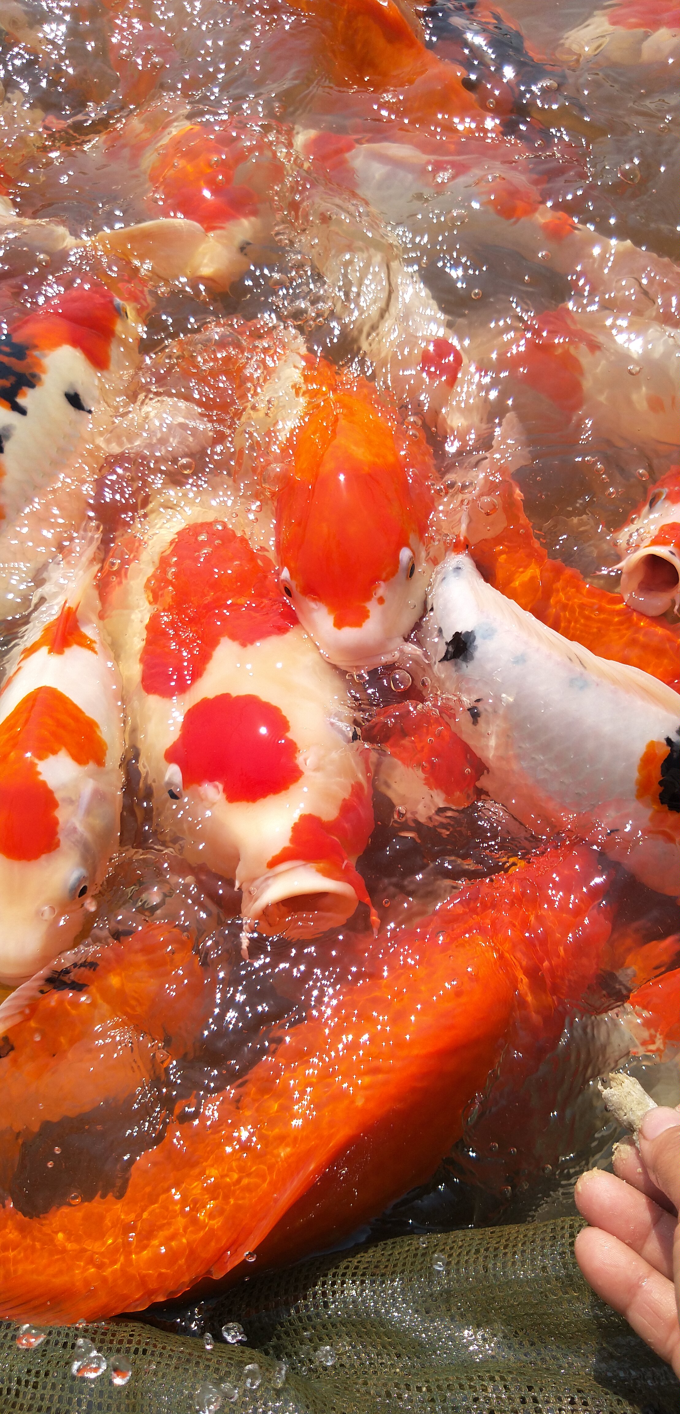 生石灰和熟石灰价格,生石灰是不是越来越贵了