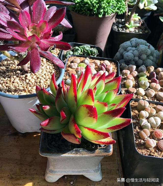 慢生活轻小说免费阅读,慢生活轻阅读