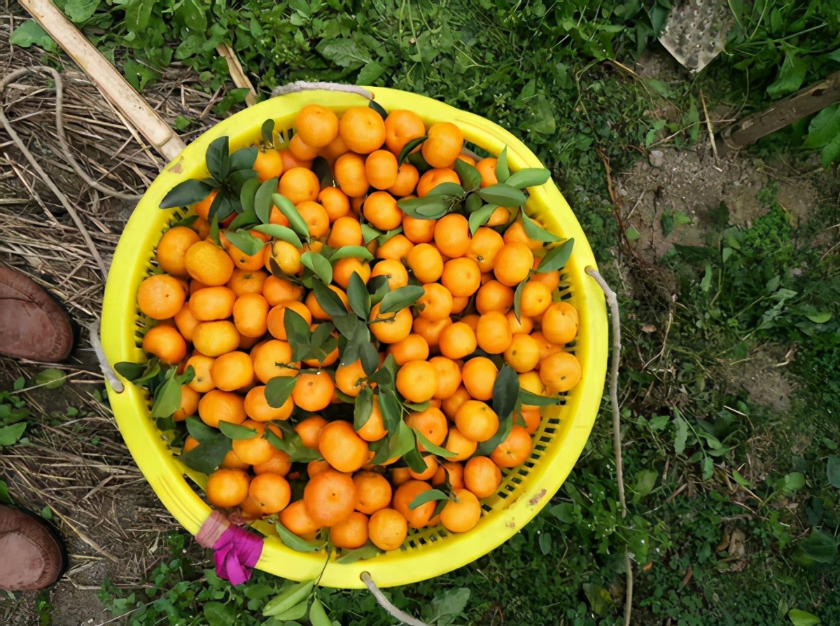 砂糖橘有假的么,砂糖橘好与坏的区别