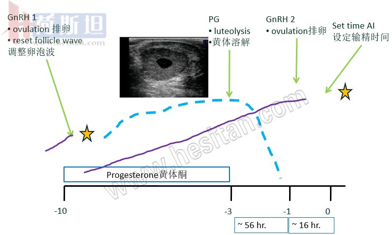 繁殖管理——使用双PG同期发情提高繁殖力