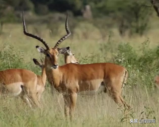 这三种常见肉最好别吃,以下这六种肉再穷都不要吃