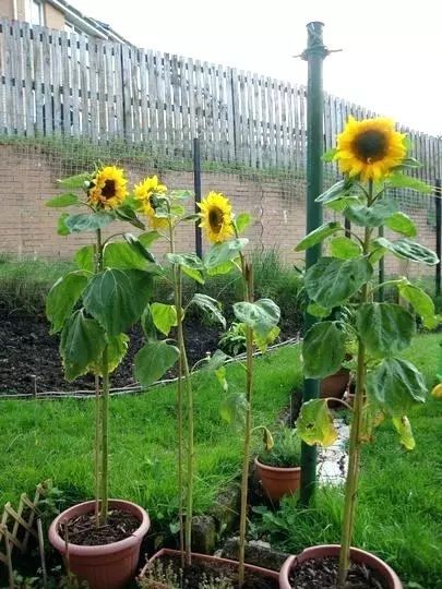 向日葵盆栽种植要晒太阳吗,向日葵盆栽能养几年