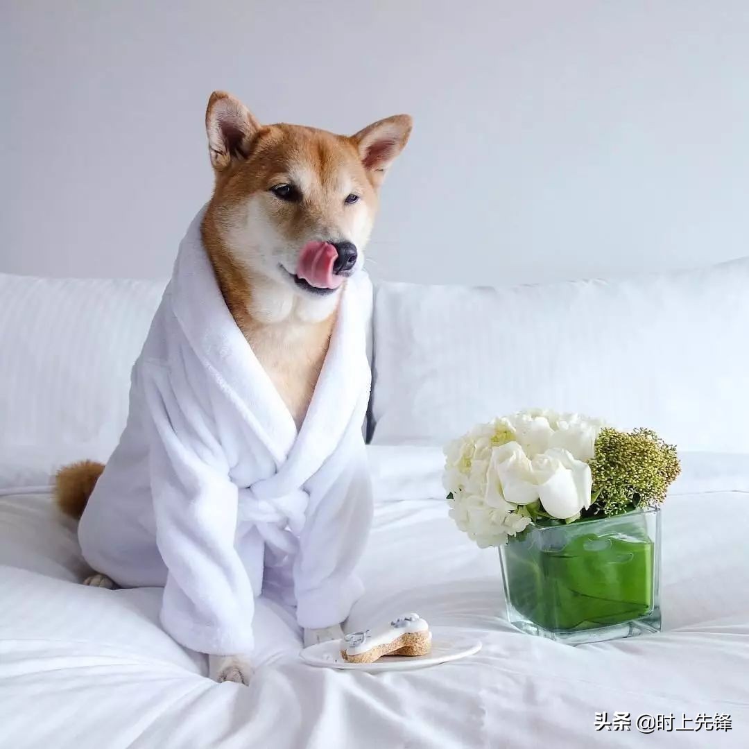 当狗狗穿上服装有多帅,当狗狗照镜子后发现自己是一只狗