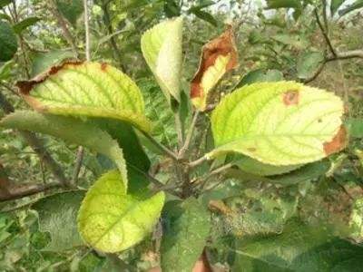 苹果树黄叶病,苹果树黄叶病怎么治疗