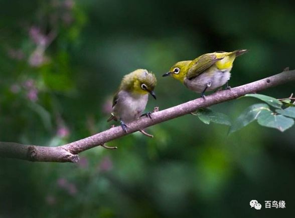 绣眼鸟换毛翻翅怎么办,绣眼鸟翻翅什么原因
