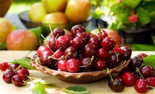 樱桃果蝇怎么防治最有效,氯虫苯甲酰胺防治大樱桃果蝇吗