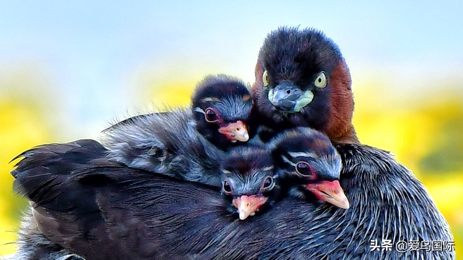 2020观鸟,观鸟大年影片