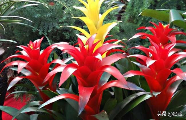 凤梨花叶子发黄怎么办,凤梨花叶子发黄枯萎怎么办