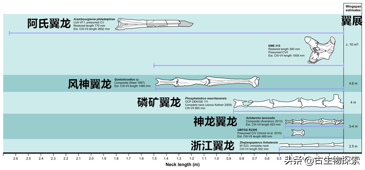 以恐龙为食的翼龙像飞机一样大！
