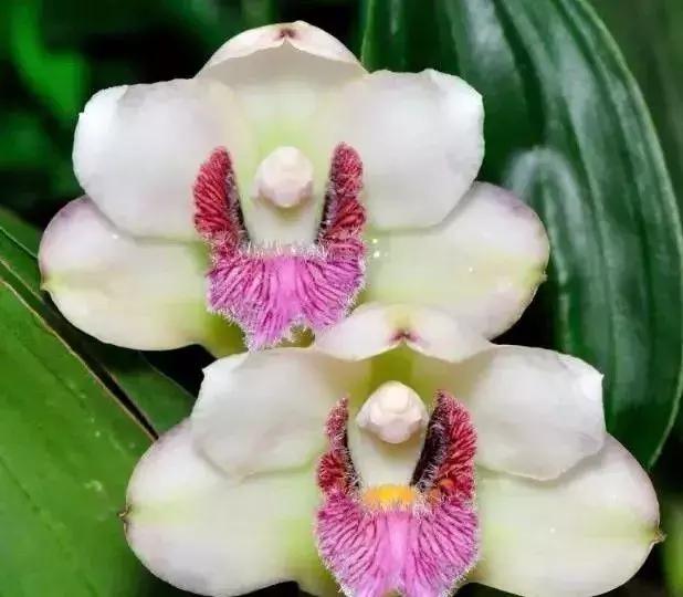 史上最全的兰花鉴赏,兰花品种之精品欣赏