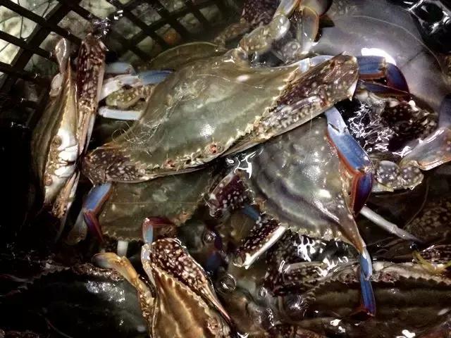 渤海当季海鲜推荐,中国渤海海鲜