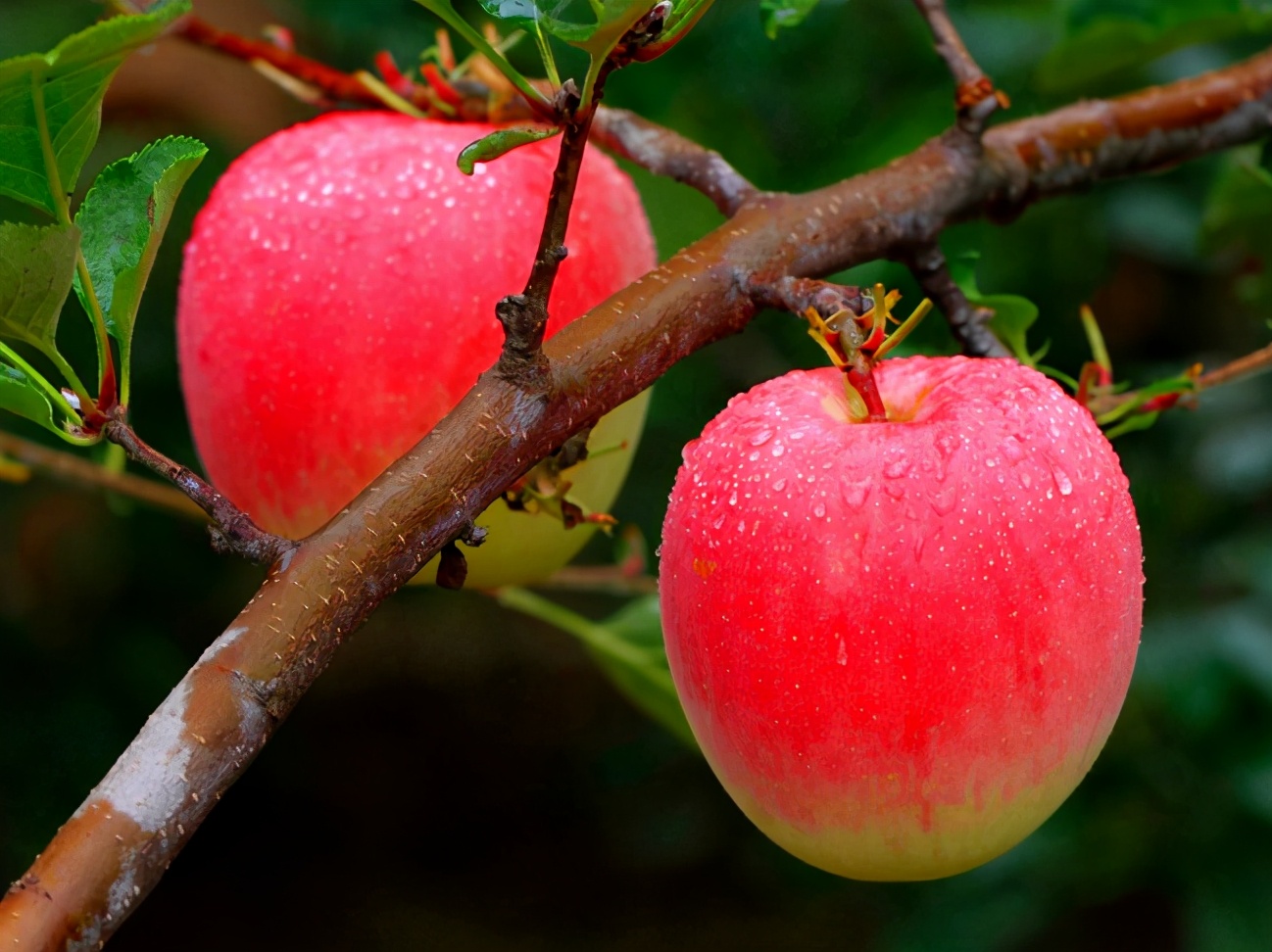 12月苹果哪里的产地最好吃,全国品质最好的苹果产区