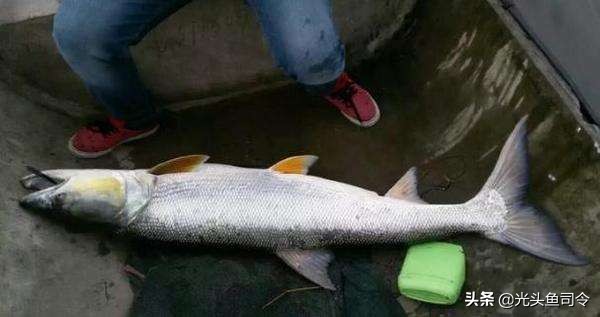 中国肉食性鱼类有哪些,十大掠食性鱼类排名