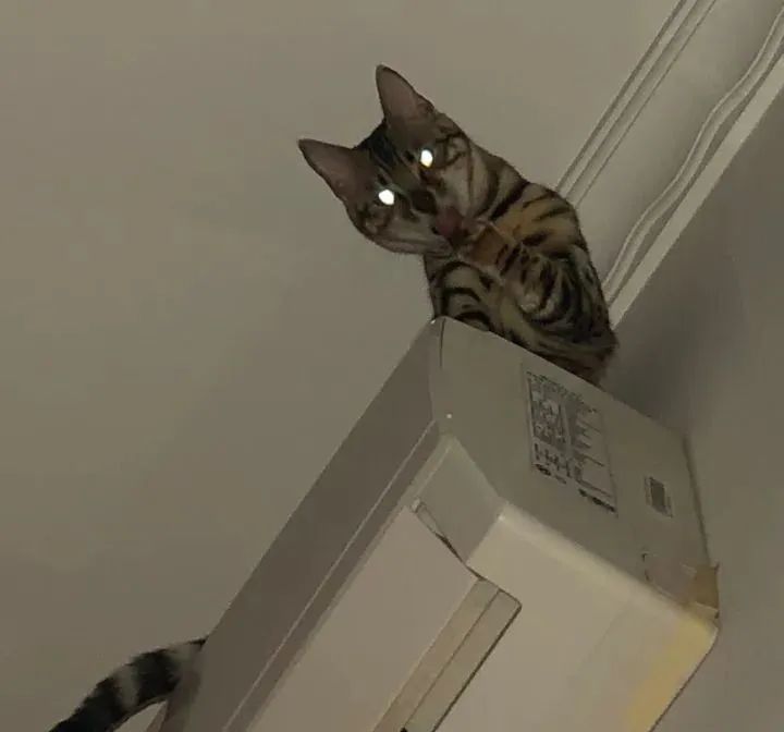 坦克小希和牧野奇迹怎么选,坦克小希和醇粹猫粮哪个好