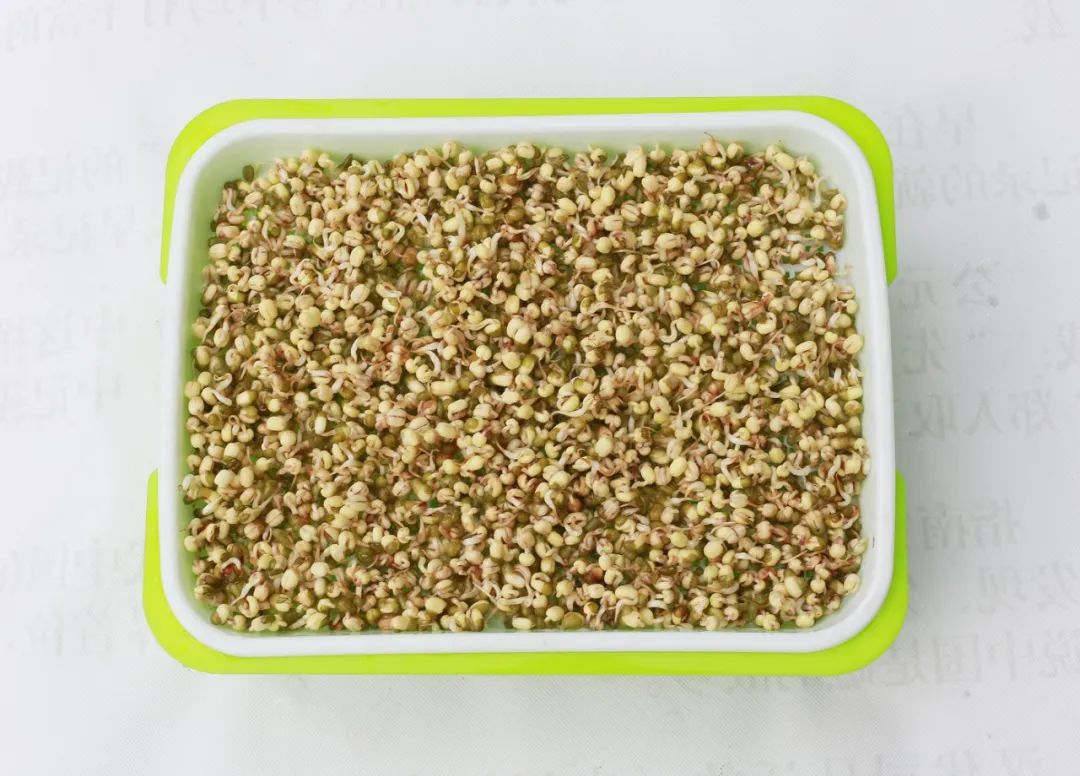 室内空心芽苗菜无土栽培种植,芽苗菜的种植方法全集免费看