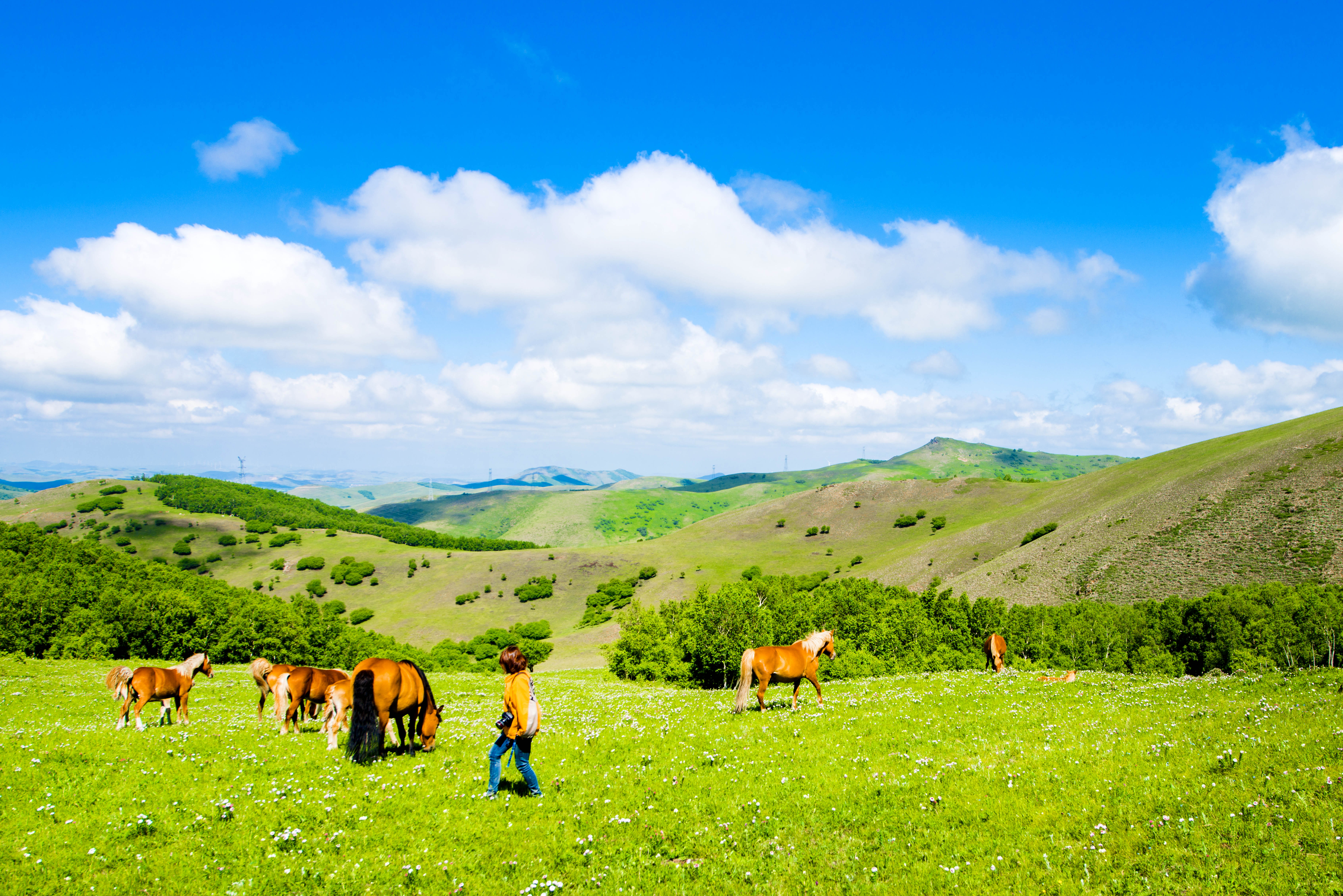 京北第一天路千松坝森林公园,京北第一草原景区和千松坝