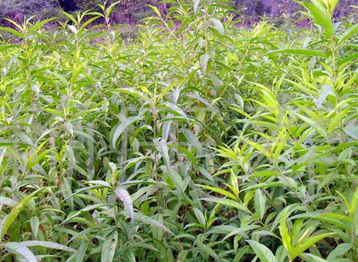 农家致富新思路,农民种田有奇招