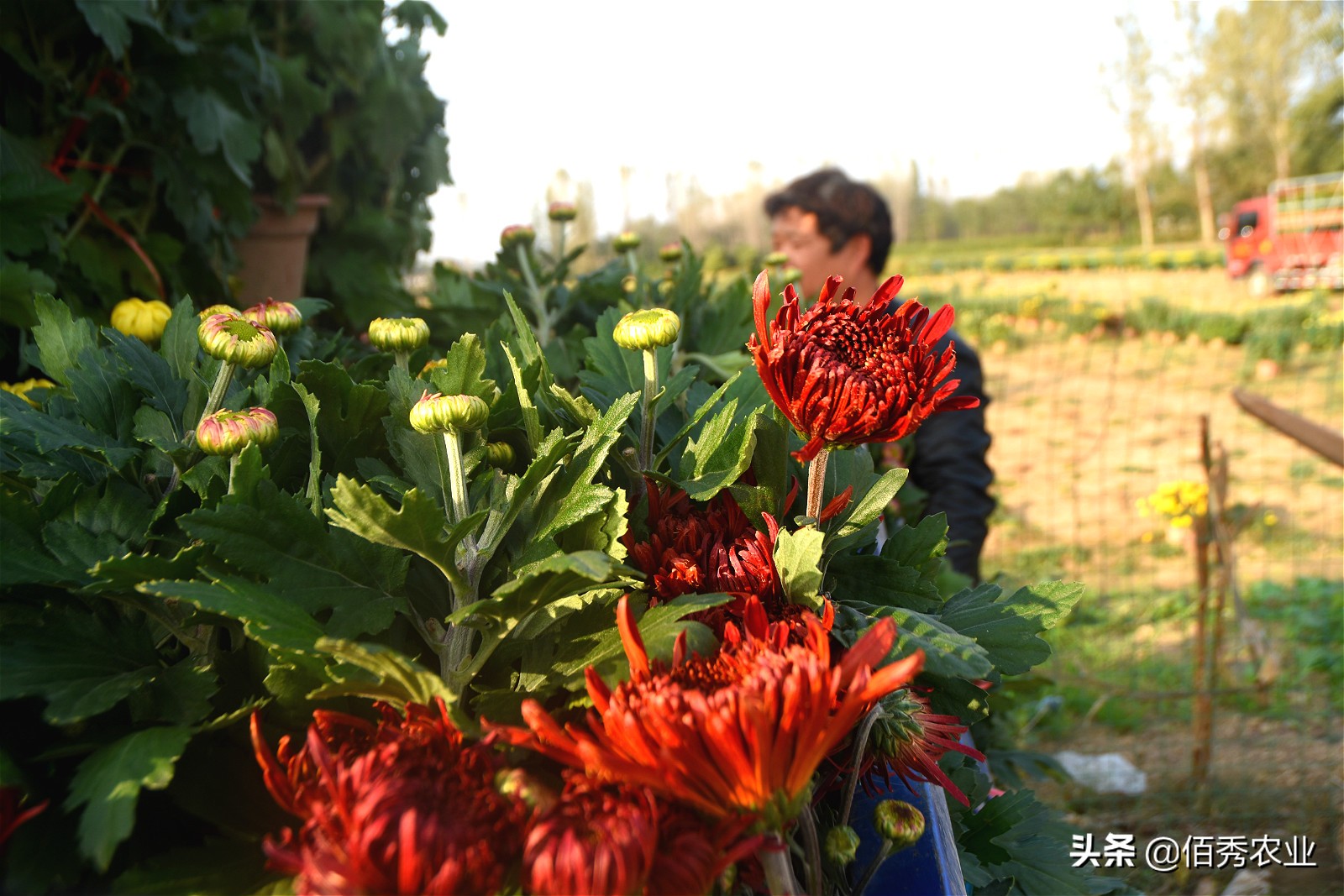 金秋十月菊花满城,金秋十月菊花价格