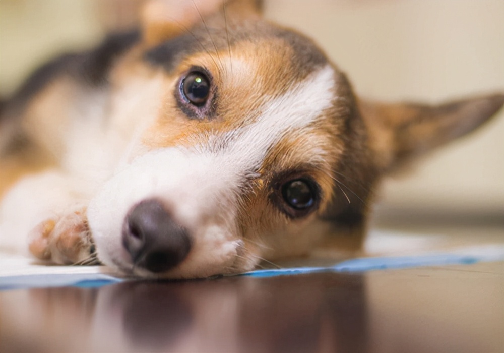 解决狗狗呕吐最快的土方法,狗狗呕吐吃什么药调理肠胃