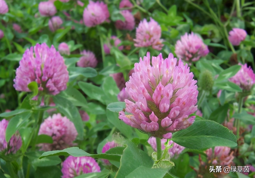白三叶和红三叶草的区别,白三叶草坪种子