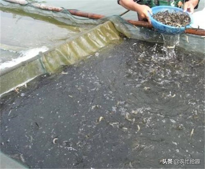 塘头价低至5元,卖一塘亏一塘,继续养更亏,市场却12元一斤