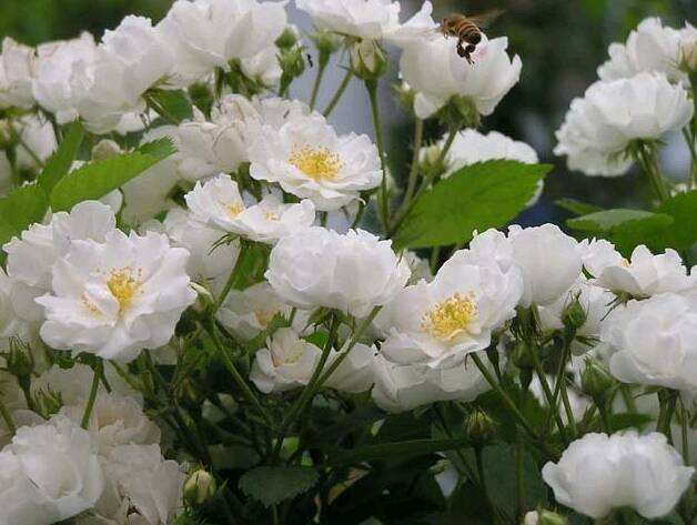 声律启蒙故事完整版,声律启蒙故事400字