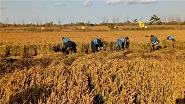 美国操控粮食价格,美国4大粮商与中国打粮食战