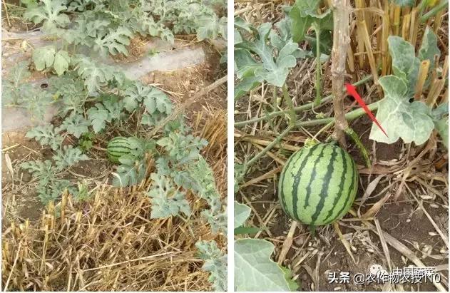 西瓜栽培技术有哪些,西瓜栽培技术全面的文字解释