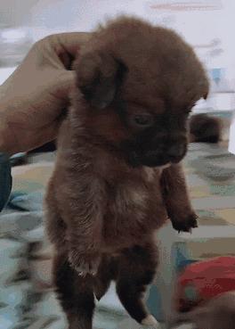 金毛幼犬细小七天过了会好转吗,金毛幼犬得了细小能看好吗