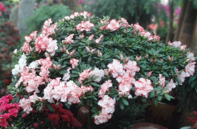 养杜鹃的十大注意事项,养杜鹃花要注意些什么