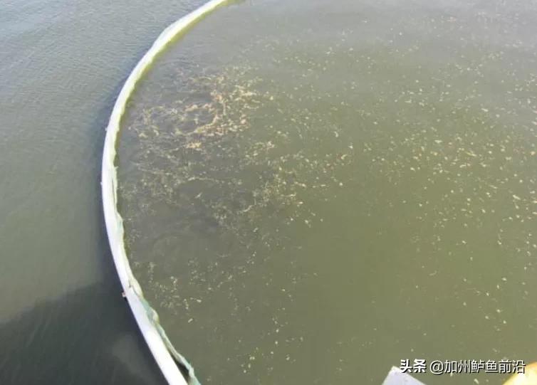 黄颡鱼病反复怎么办,黄颡鱼得了方块病怎么治