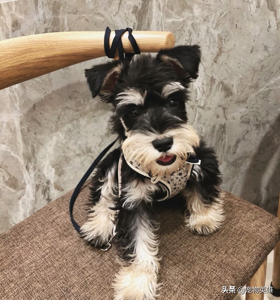 雪纳瑞总是不长记性喜欢家里瞎搞,雪纳瑞什么情况要换狗粮