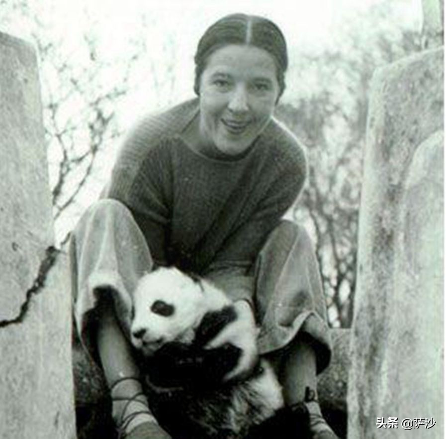 熊猫是如何被发现的英文版,熊猫是哪一年被人类发现的