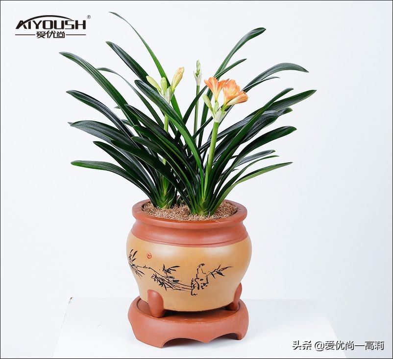 完美搭配，背阴阳台咱们也可以打造一个花园！